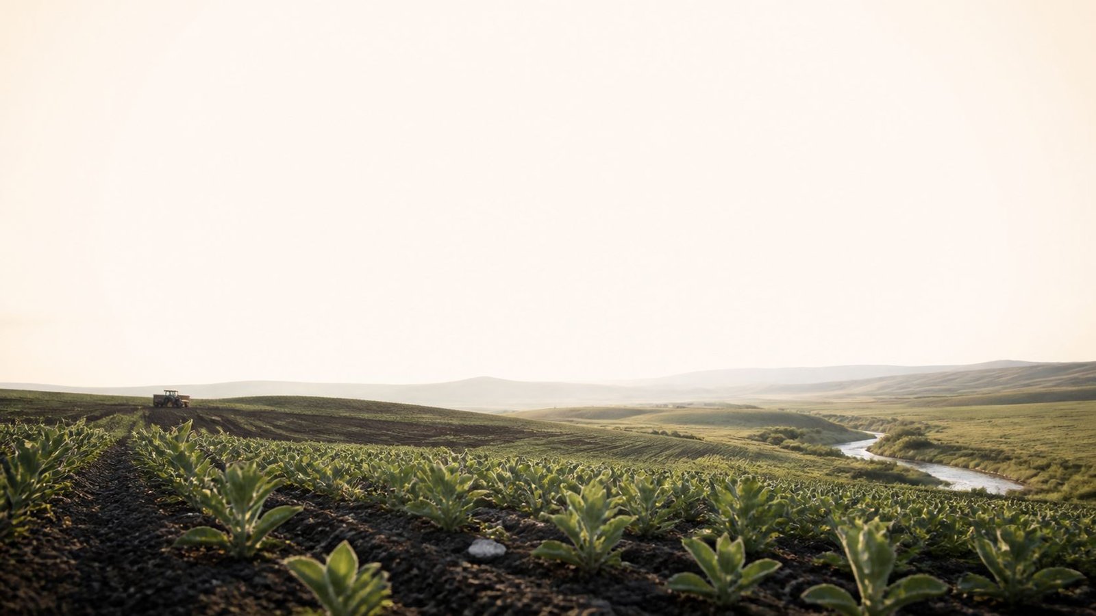 Rows of young crop seedlings running to the horizon across dark tilled soil at dawn, a tractor working a ridge on the left and a river winding through the fields on the right.